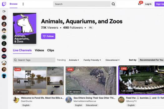 Twitch’s new Animals livestream category may give you that fuzzy feeling